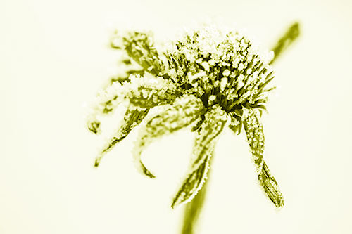 Ice Frost Consumes Dead Frozen Coneflower (Yellow Shade Photo)