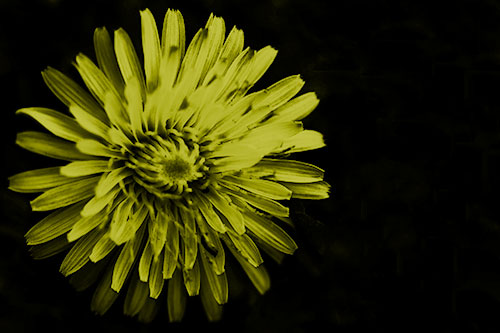 Illuminated Taraxacum Flower In Darkness (Yellow Shade Photo)