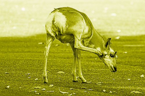 Itchy Pronghorn Scratches Neck Among Autumn Leaves (Yellow Shade Photo)