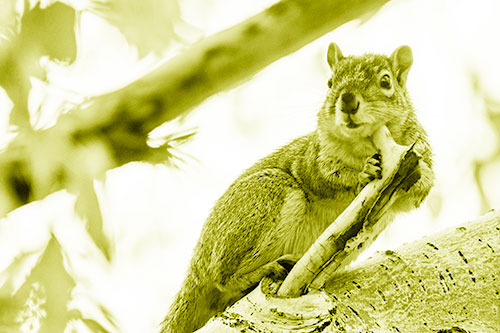 Itchy Squirrel Gets Tree Branch Massage (Yellow Shade Photo)