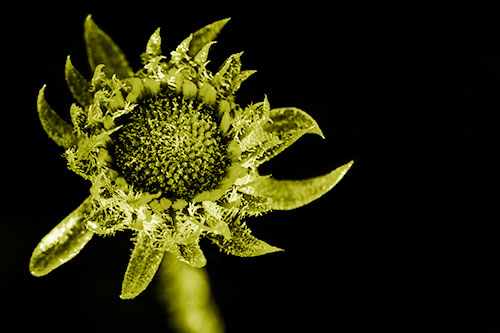 Jagged Tattered Rayless Sunflower (Yellow Shade Photo)