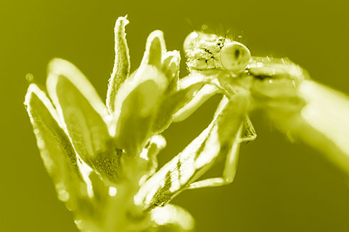 Joyful Dragonfly Enjoys Sunshine Atop Plant (Yellow Shade Photo)
