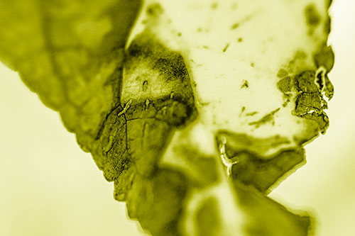 Joyful Rotting Leaf Face Enjoying Autumn (Yellow Shade)