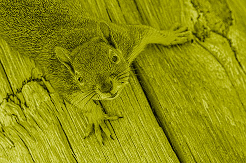 Joyful Squirrel Looking Upwards Among Wooden Pole (Yellow Shade)