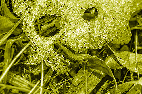 Joyful Tongue Twisting Leafy Eyed Glistening Ice Face (Yellow Shade)