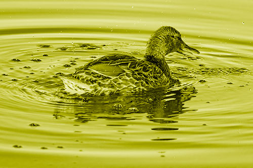 Joyful Water Splashing Mallard Duck Enjoying Calm Lake (Yellow Shade)