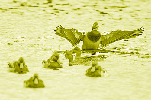 Jump Scaring Wing Flapping Mallard Duck Quacking Atop Lake (Yellow Shade)