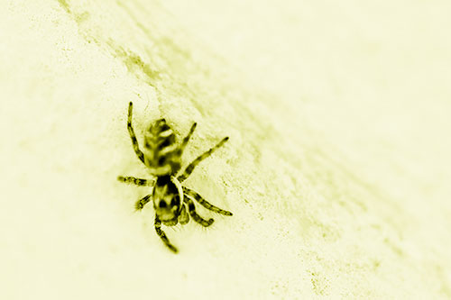 Jumping Spider Crawling Down Wood Surface (Yellow Shade Photo)