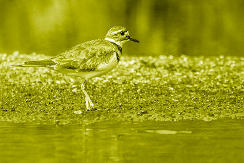 Killdeer Wanders Along Rocky River Shoreline (Yellow Shade)