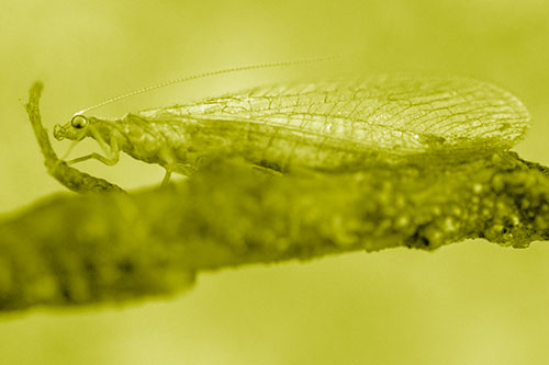 Lacewing Grabs Ahold Twig Branch (Yellow Shade)