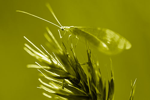 Lacewing Standing Atop Plant Blades (Yellow Shade)