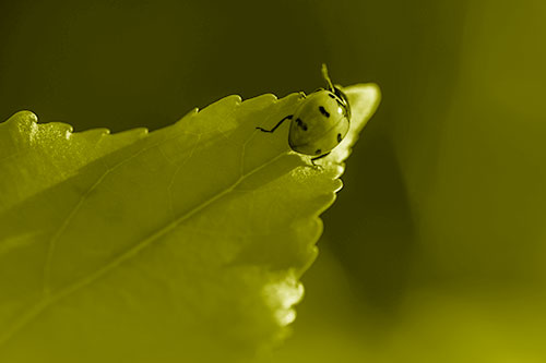 Ladybug Crawling To Top Of Leaf (Yellow Shade Photo)