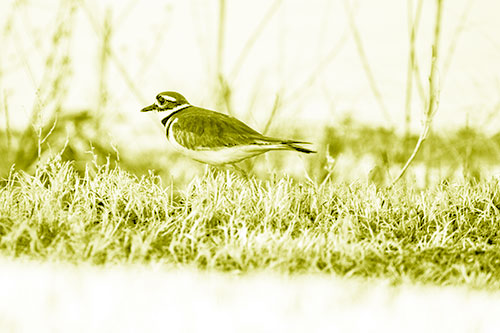 Large Eyed Killdeer Bird Running Along Grass (Yellow Shade)