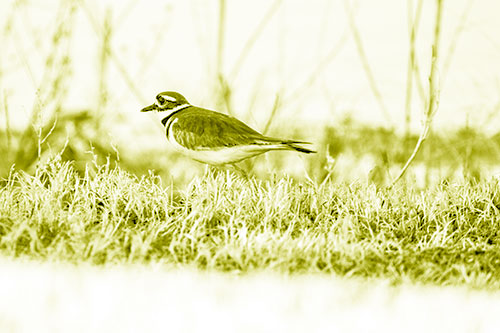 Large Eyed Killdeer Bird Running Along Grass (Yellow Shade Photo)