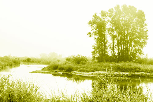 Large Foggy Trees At Edge Of River Bend (Yellow Shade Photo)
