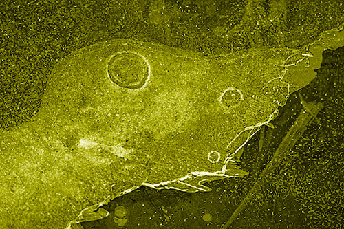 Large Headed Bubble Eyed Ice Face Frozen Among River (Yellow Shade)