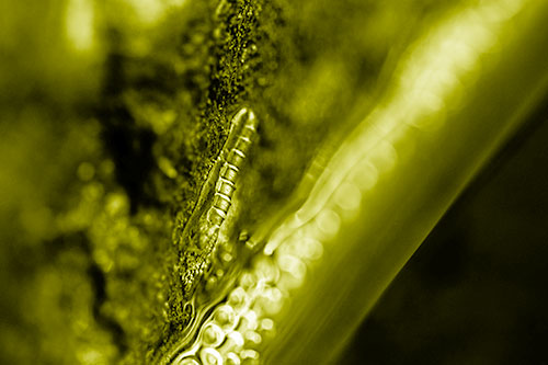 Larva Slithering Along Wet Shore Rock (Yellow Shade Photo)