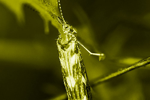 Leaf Blotch Miner Moth Grasping Petal (Yellow Shade Photo)