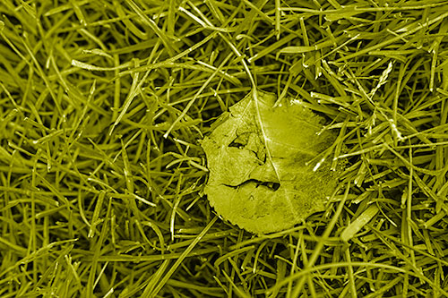 Leaf Face Smirking Among Wet Grass (Yellow Shade)