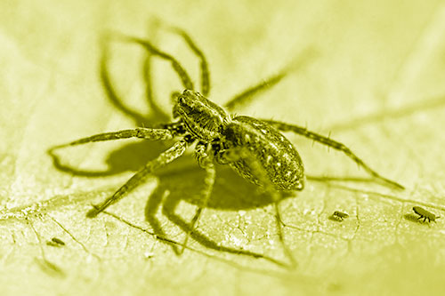 Leaf Perched Wolf Spider Stands Among Water Springtail Poduras (Yellow Shade Photo)