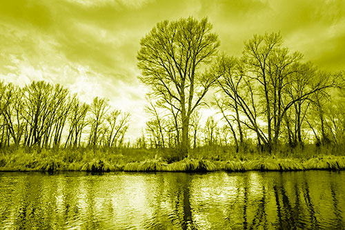 Leafless Trees Cast Reflections Along River Water (Yellow Shade Photo)