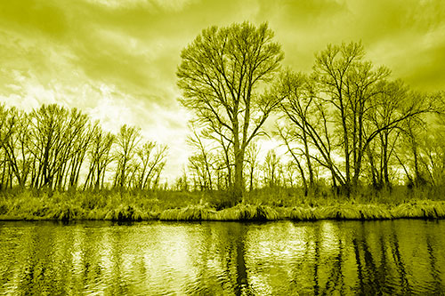 Leafless Trees Cast Reflections Along River Water (Yellow Shade Photo)