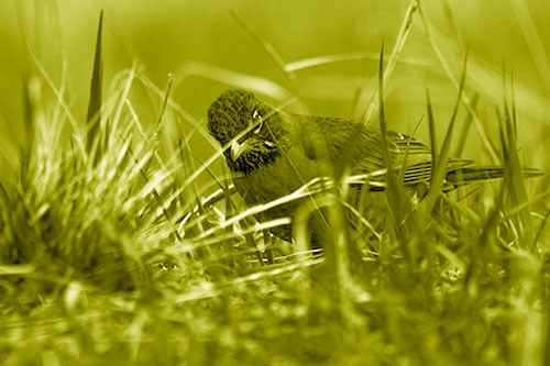 Leaning American Robin Spots Intruder Among Grass (Yellow Shade Photo)