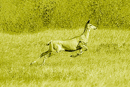 Leaping Mule Deer Running Across Grassland (Yellow Shade)