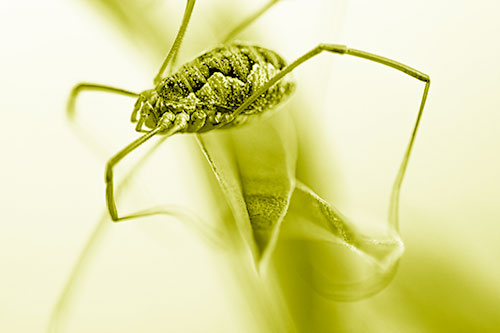 Leg Dangling Harvestmen Spider Sits Atop Leaf Petal (Yellow Shade)