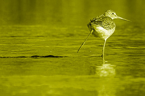 Leg Kicking Greater Yellowlegs Splashing Droplets (Yellow Shade Photo)