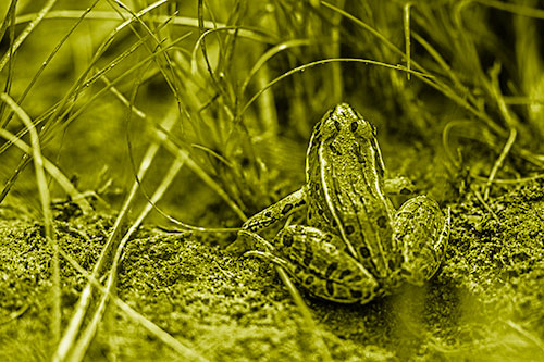 Leopard Frog Sitting Among Twisting Grass (Yellow Shade Photo)