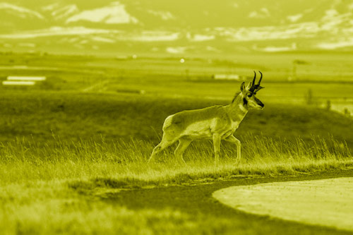 Lone Pronghorn Wanders Up Grassy Hillside (Yellow Shade Photo)