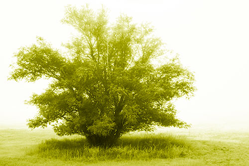 Lone Tree Standing Among Fog (Yellow Shade Photo)