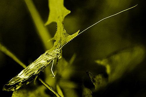 Long Antenna Leaf Blotch Miner Moth Sitting Atop Plant (Yellow Shade Photo)