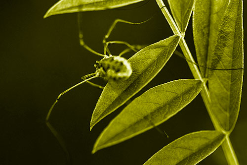 Long Legged Harvestmen Spider Clinging Onto Leaf Petal (Yellow Shade Photo)