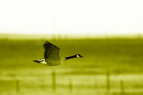 Low Flying Canadian Goose (Yellow Shade Photo)