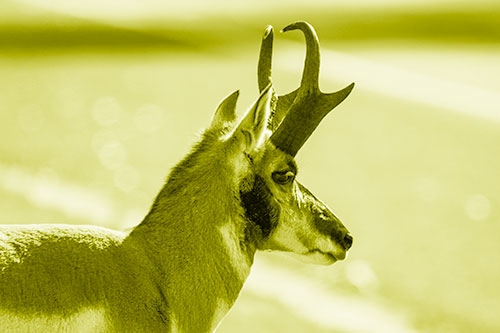 Male Pronghorn Looking Across Roadway (Yellow Shade Photo)