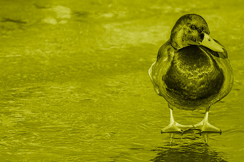 Mallard Duck Enjoying Sunshine Among Icy River Water (Yellow Shade Photo)