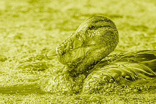 Mallard Duck Entangled In Algae (Yellow Shade)