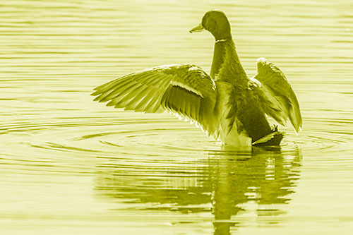 Mallard Duck Flaps Illuminated Wings Among Lake (Yellow Shade)