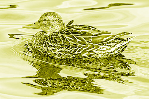 Mallard Duck Floats Among Swirling Water (Yellow Shade)