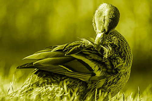 Mallard Duck Grooming Feathered Back (Yellow Shade Photo)