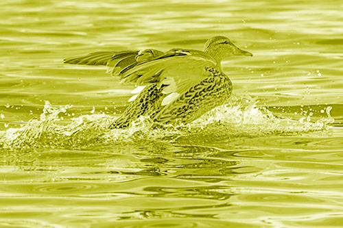Mallard Duck Makes Splash Landing Atop Lake (Yellow Shade)