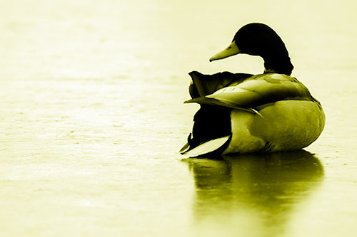 Mallard Duck Resting Atop Ice Frozen Lake (Yellow Shade Photo)