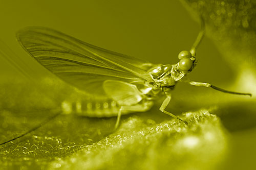 Mayfly Reaches Towards Plant Stem (Yellow Shade)