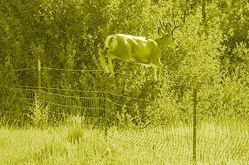 Midair Soaring Mule Deer Flying Over Fence (Yellow Shade)