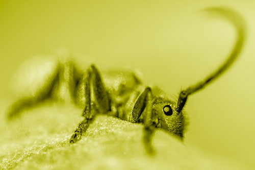 Milkweed Beetle Hiding Behind Leaf Petal (Yellow Shade)