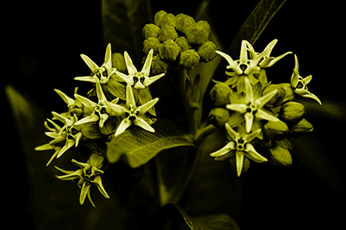 Milkweed Flower Buds Blossoming (Yellow Shade Photo)