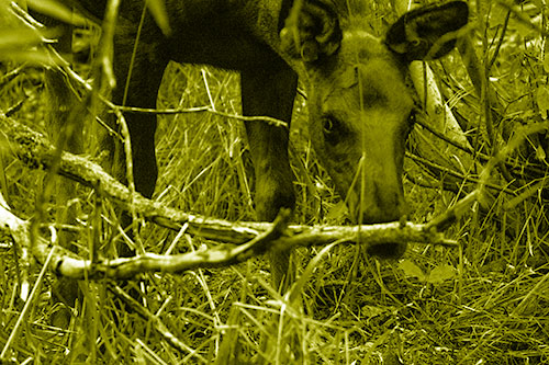 Moose Scouring Through Plants On Ground (Yellow Shade Photo)
