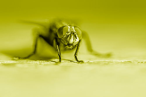 Morbid Open Mouthed Cluster Fly (Yellow Shade Photo)